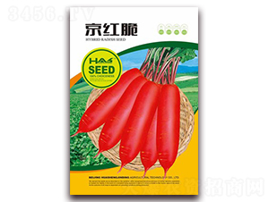 京紅脆蘿卜-蘿卜種子-鑫博大