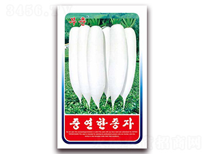 富春白蘿卜-蘿卜種子-鑫博大