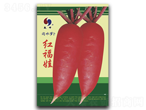 紅福娃-蘿卜種子-乾坤種業(yè)
