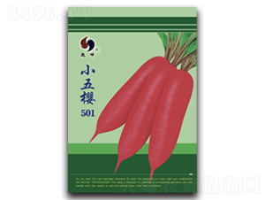 小五櫻501-蘿卜種子-乾坤種業(yè)