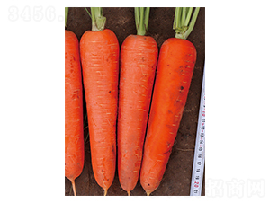 紅旗10號-胡蘿卜種子-立信