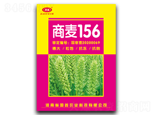 商麥156-小麥種子-豫神農(nóng)業(yè)