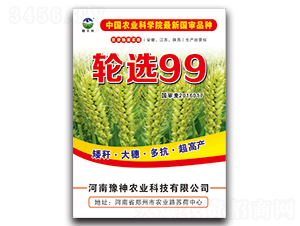 輪選99-小麥種子-豫神農(nóng)業(yè)