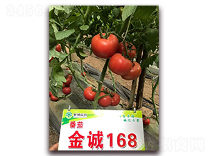 金誠168-番茄種子-金誠益農