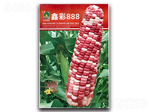 鑫彩888-玉米種子-鑫園世家