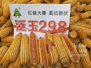 泛玉298-玉米種子