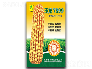 玉龍7899-玉米種子