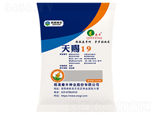 天賜19-玉米種子