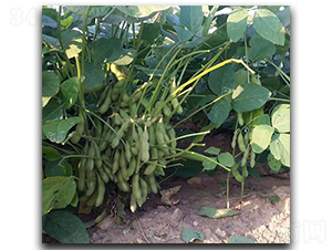 ç¿ ç¶ å¯¶-æ¯›è±†ç¨®å­-èŒ‚è¯ç¨®æ¥­(yÃ¨)