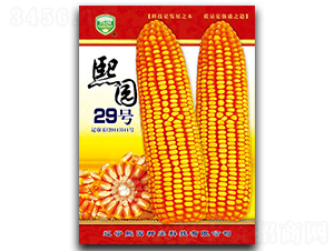 熙園29號-玉米種子-熙園種業(yè)