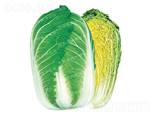 æŠ—æ ¹è…«ç—…ç™½èœ-CR143-å¤§ç™½èœç¨®å­-å¾·é«˜