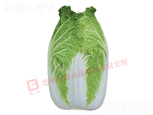 æŠ—æ ¹è…«ç—…ç™½èœ-CR1006-å¤§ç™½èœç¨®å­-å¾·é«˜