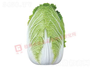 æŠ—æ ¹è…«ç—…ç™½èœ-CR141-å¤§ç™½èœç¨®å­-å¾·é«˜