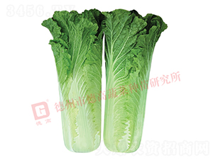 抗根腫病白菜-CR359-大白菜種子-德高