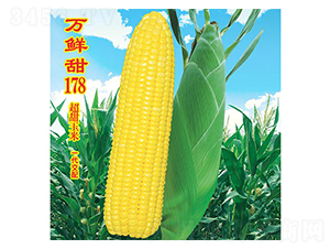 è¬é®®ç”œ178-ç”œçŽ‰ç±³ç¨®å­-è¬è¾²(nÃ³ng)é«˜ç§‘