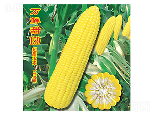 萬鮮甜159-甜玉米種子-萬農(nóng)高科