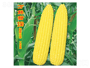 è¬é®®ç”œ150-ç”œçŽ‰ç±³ç¨®å­-è¬è¾²(nÃ³ng)é«˜ç§‘
