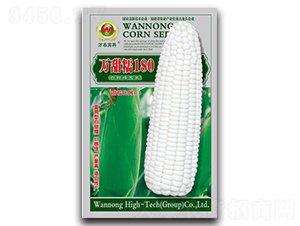 萬甜糯180-糯玉米種子-萬農(nóng)高科