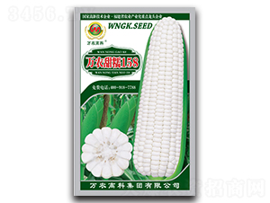 萬農(nóng)甜糯158-糯玉米種子-萬農(nóng)高科