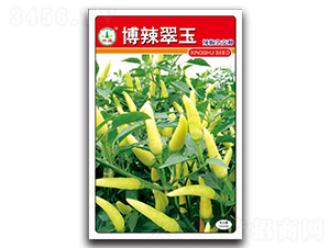 博辣翠玉-辣椒種子-興蔬種業(yè)
