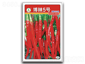 博辣5號-辣椒種子-興蔬種業(yè)
