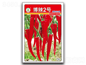 博辣2號-辣椒種子-興蔬種業(yè)