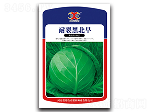 耐裂黑北早-甘藍(lán)種子-邢研種業(yè)