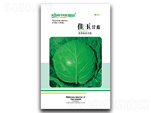 佳玉-甘藍(lán)種子-邢研種業(yè)
