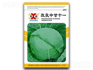 改良中甘十一號(hào)-甘藍(lán)種子-邢研種業(yè)