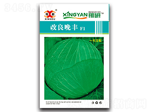 改良晚豐-甘藍(lán)種子-邢研種業(yè)
