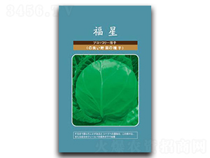 福星-甘藍(lán)種子-邢研種業(yè)