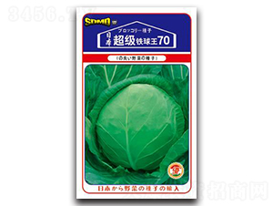 超級(jí)鐵球王70-甘藍(lán)種子-邢研種業(yè)