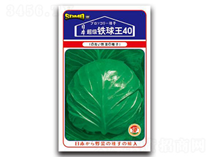 超級(jí)鐵球王40-甘藍(lán)種子-邢研種業(yè)