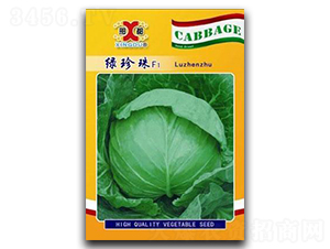 綠珍珠-甘藍(lán)種子-邢研種業(yè)
