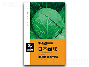 日本綠球-甘藍(lán)種子-邢研種業(yè)