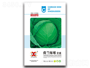 荷蘭綠球-甘藍(lán)種子-邢研種業(yè)