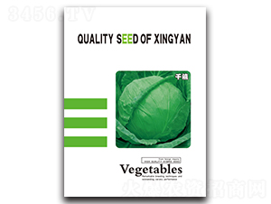 千禧-甘藍(lán)種子-邢研種業(yè)