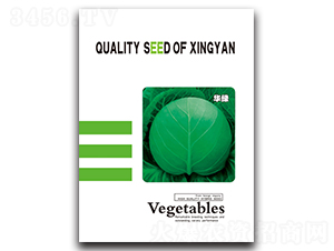華綠-甘藍(lán)種子-邢研種業(yè)