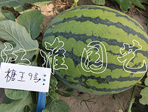 糖王9號(hào)-西瓜種子-江淮園藝