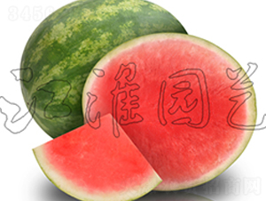 無籽5號-西瓜種子-江淮園藝