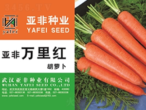 亞非萬里紅-胡蘿卜種子-亞非