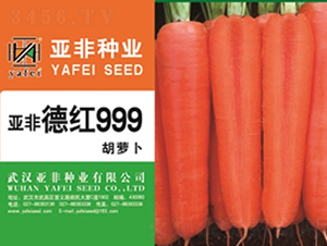 德紅999-胡蘿卜種子-亞非