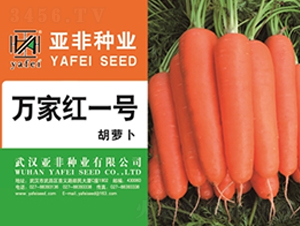 萬家紅一號-胡蘿卜種子-亞非