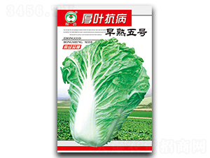 厚葉抗病早熟五號(hào)-白菜種子-鴻盛園