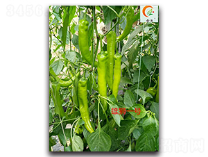 雄獅一號(hào)-辣椒種子-盛旺種業(yè)