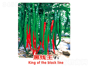 é»‘ç·šçŽ‹F1-è¾£æ¤’ç¨®å­-ç››æ—ºç¨®æ¥­(yÃ¨)