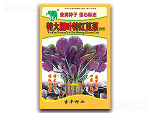 特大圓葉特紅莧菜（668）-莧菜種子-吉豐種業(yè)