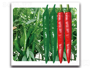 紅美一號(hào)-辣椒種子-金脈農(nóng)業(yè)