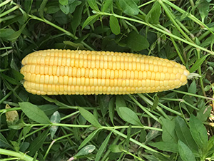 維甜1號-玉米種子-哈維農業(yè)