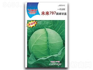 未來(lái)797-甘藍(lán)種子-科翔種業(yè)
